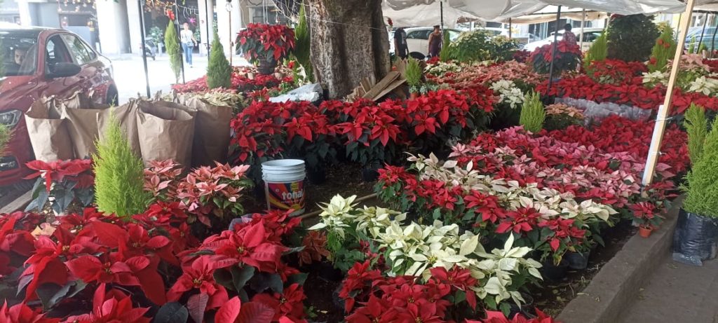 Flor de Nochebuena, lista para adornar los hogares Zamoranos en esta  temporada | Punto de Vista